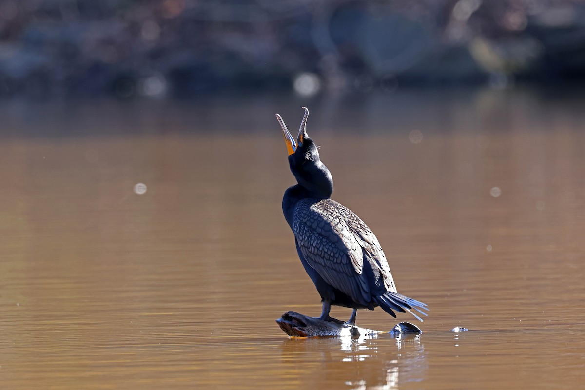 Great/Double-crested Cormorant - ML616467550