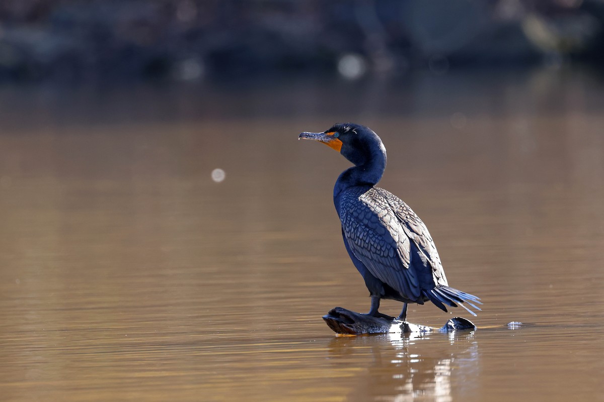 Great/Double-crested Cormorant - ML616467551
