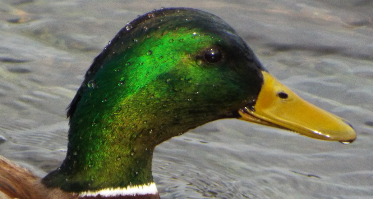 Mallard - ML616467582