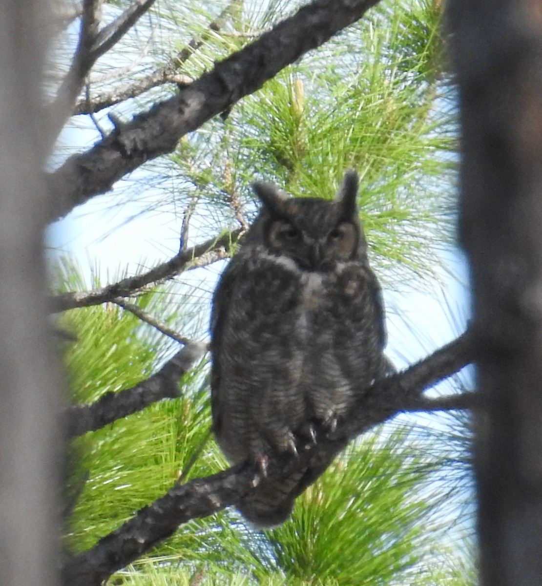 Great Horned Owl - ML616467586
