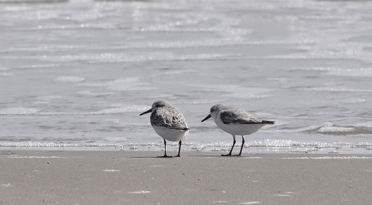 Sanderling - ML616467591