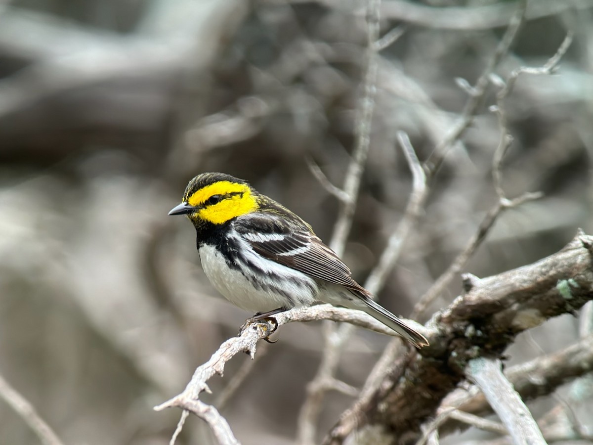 Golden-cheeked Warbler - ML616467627