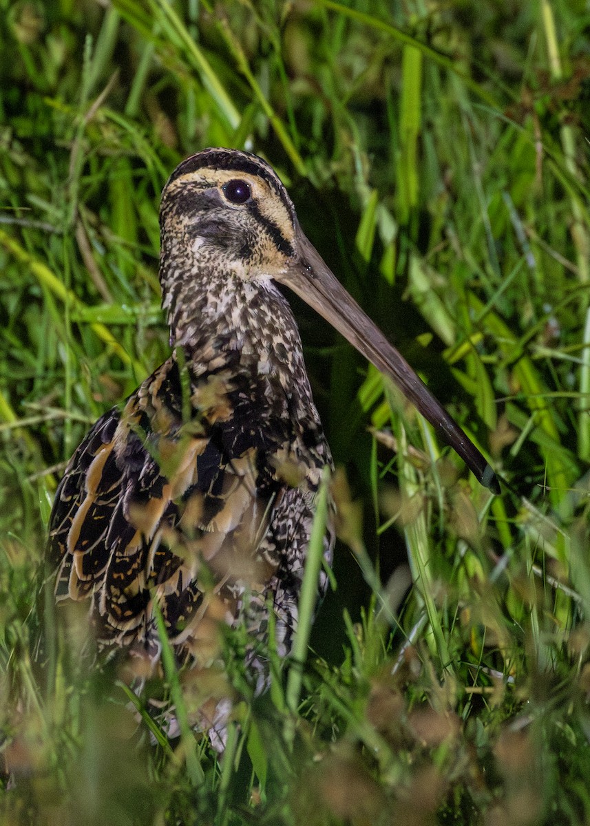 Giant Snipe - ML616467653