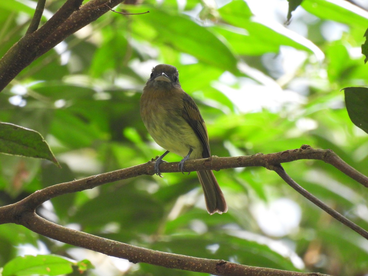 Fulvous-breasted Flatbill - Jhon Carlos Andres Rivera Higuera
