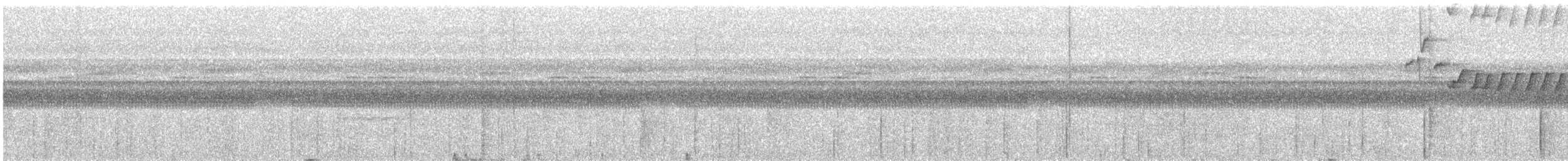 Прямоклювый колибри-отшельник - ML616467679