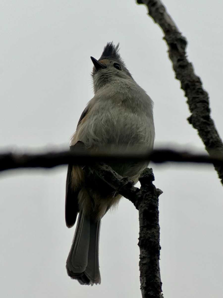 Black-crested Titmouse - ML616467719