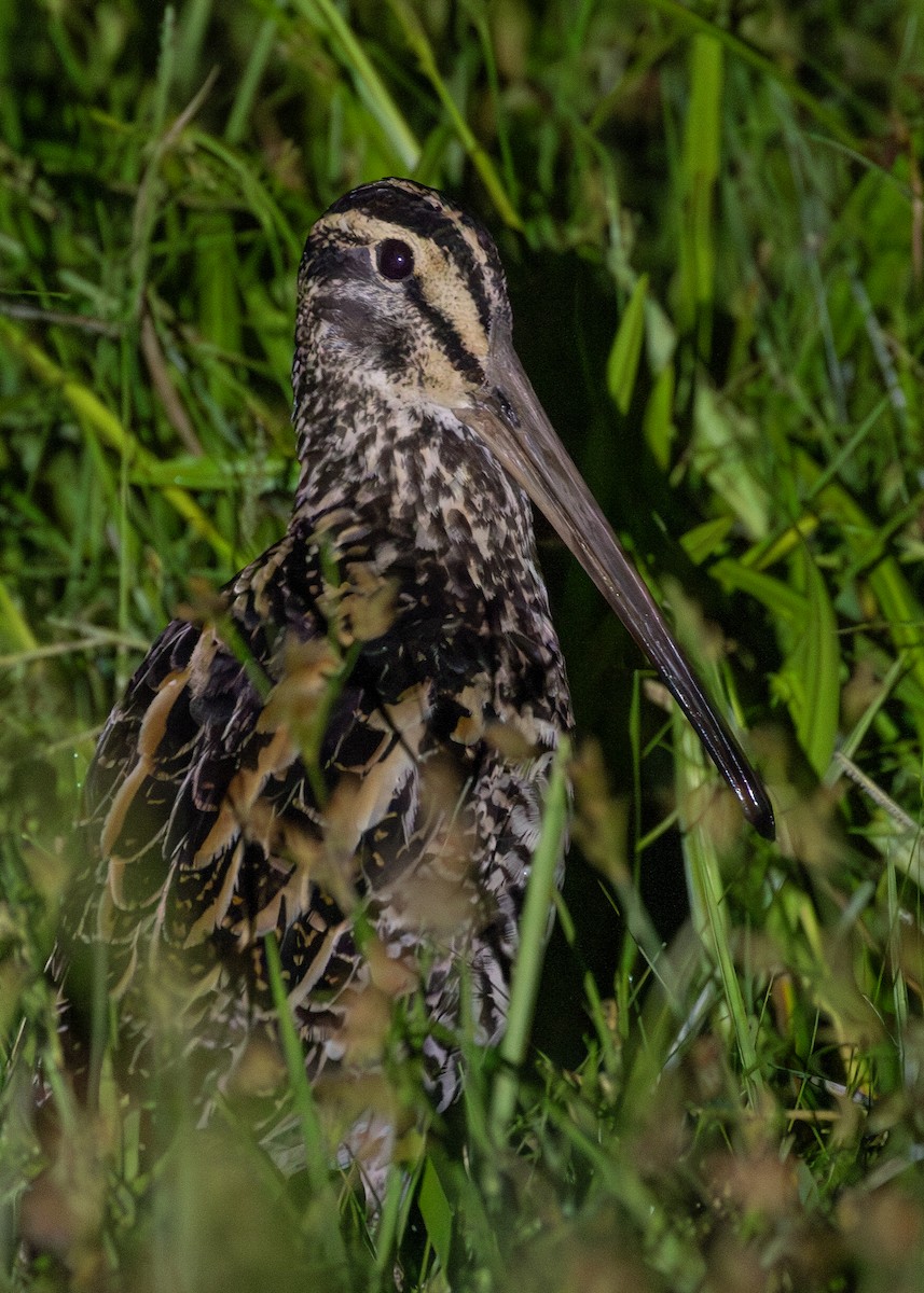 Giant Snipe - ML616467725