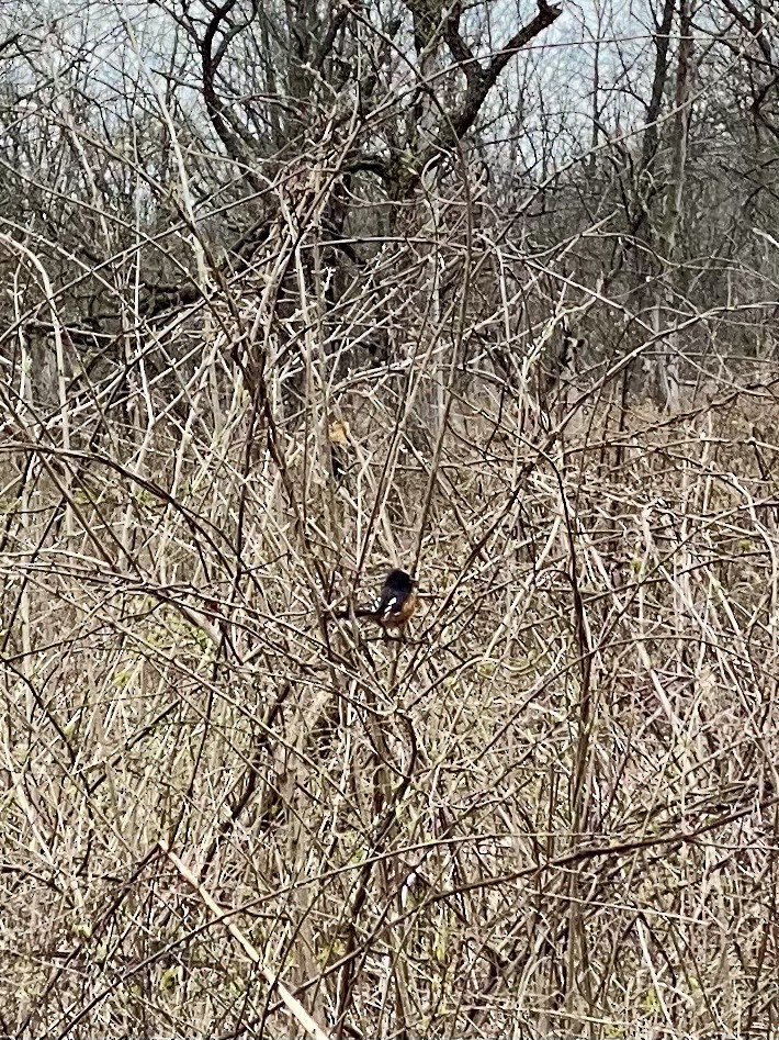 Eastern Towhee - ML616467747