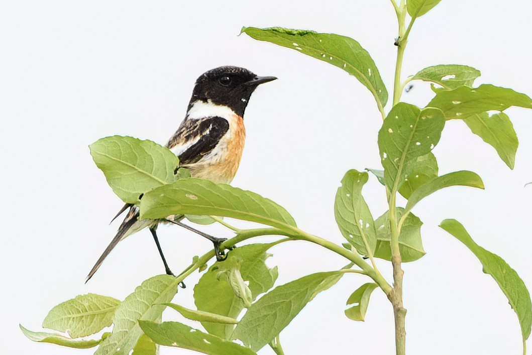 European Stonechat - ML616467797