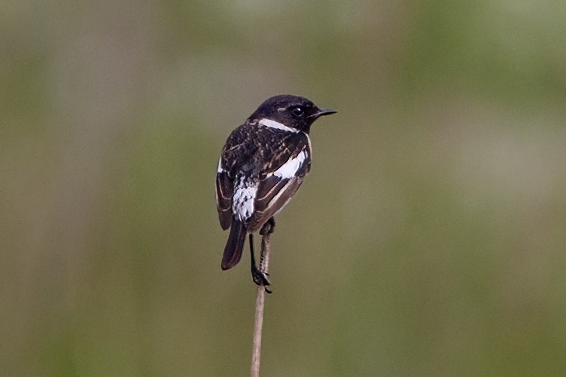 European Stonechat - ML616467798