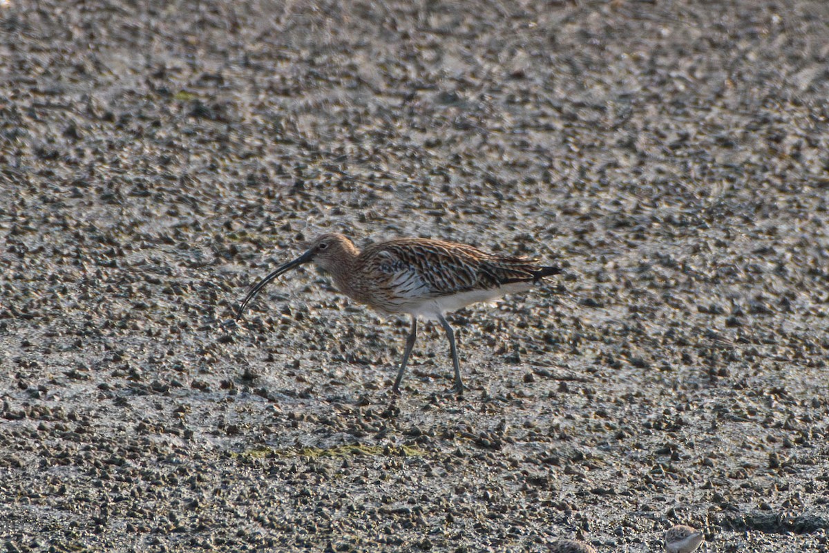 Eurasian Curlew - ML616467833