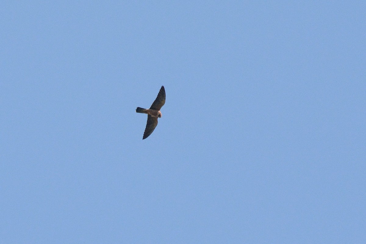 Red-footed Falcon - ML616467869