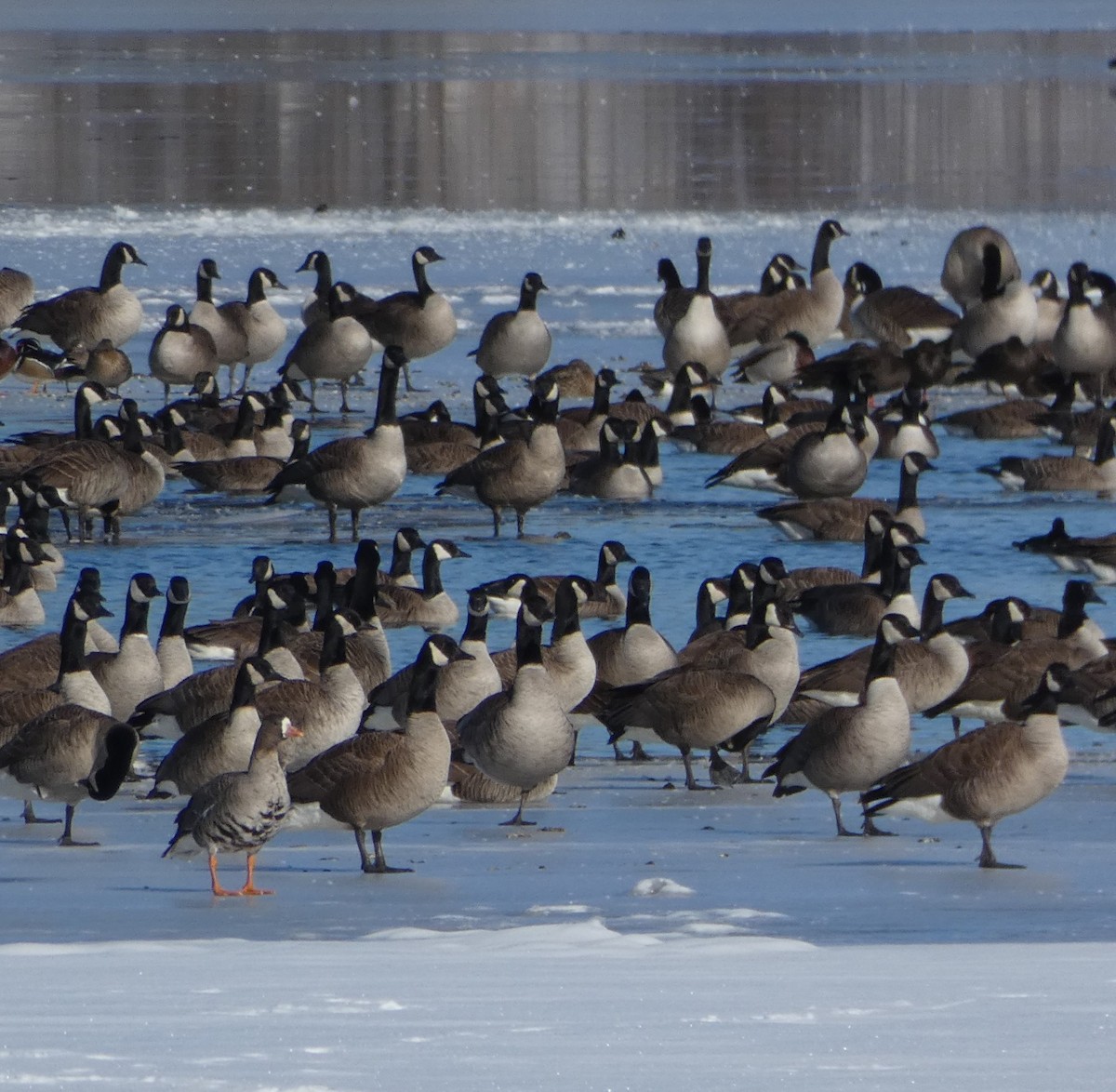 Greater White-fronted Goose - ML616467883