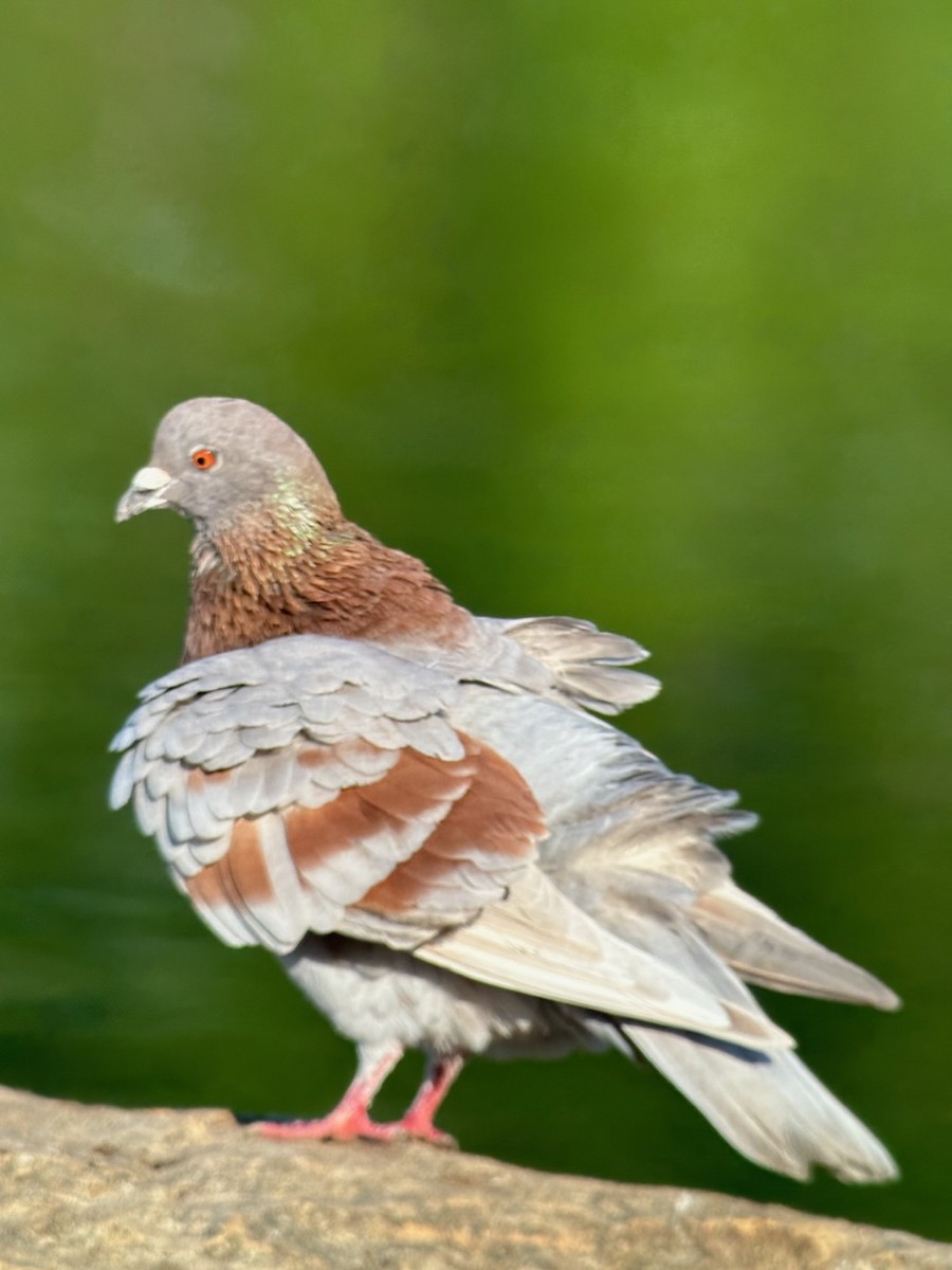 Rock Pigeon (Feral Pigeon) - ML616467893