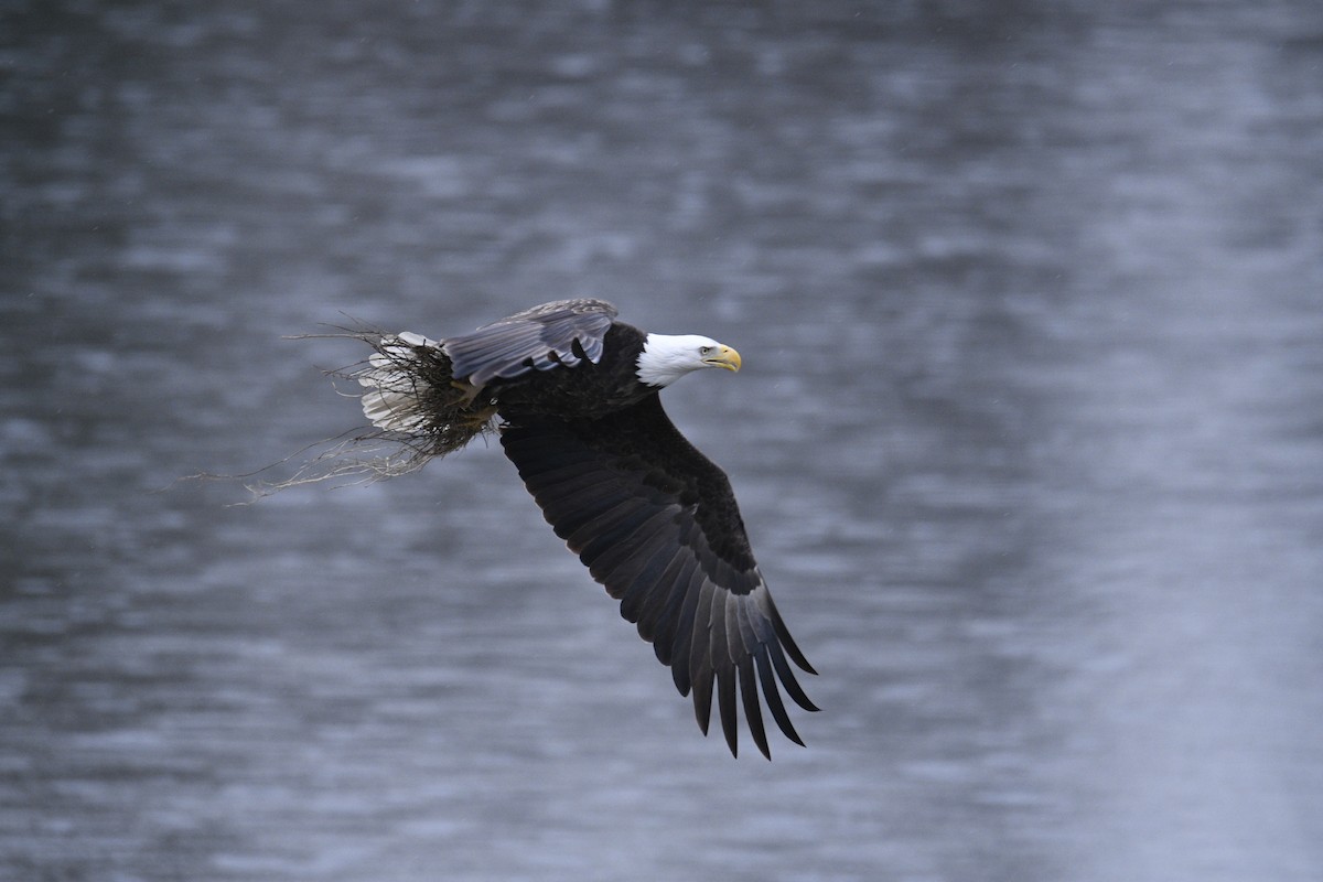 Weißkopf-Seeadler - ML616467906