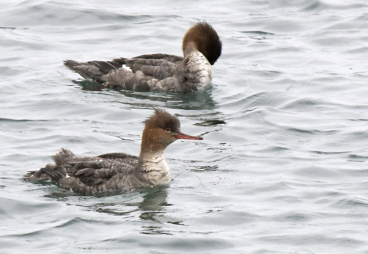 Red-breasted Merganser - ML616467918