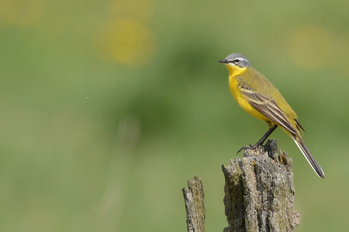 Western Yellow Wagtail - Igor Długosz