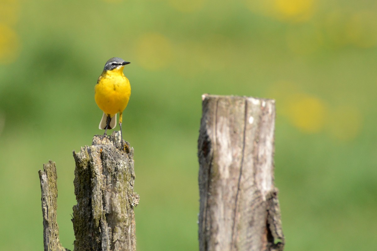 Western Yellow Wagtail - ML616467966