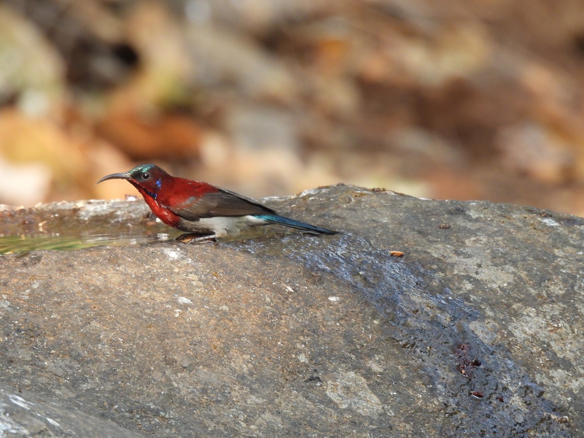 Vigors's Sunbird - Sumiti Saharan