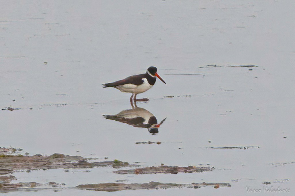 Eurasian Oystercatcher - ML616467986