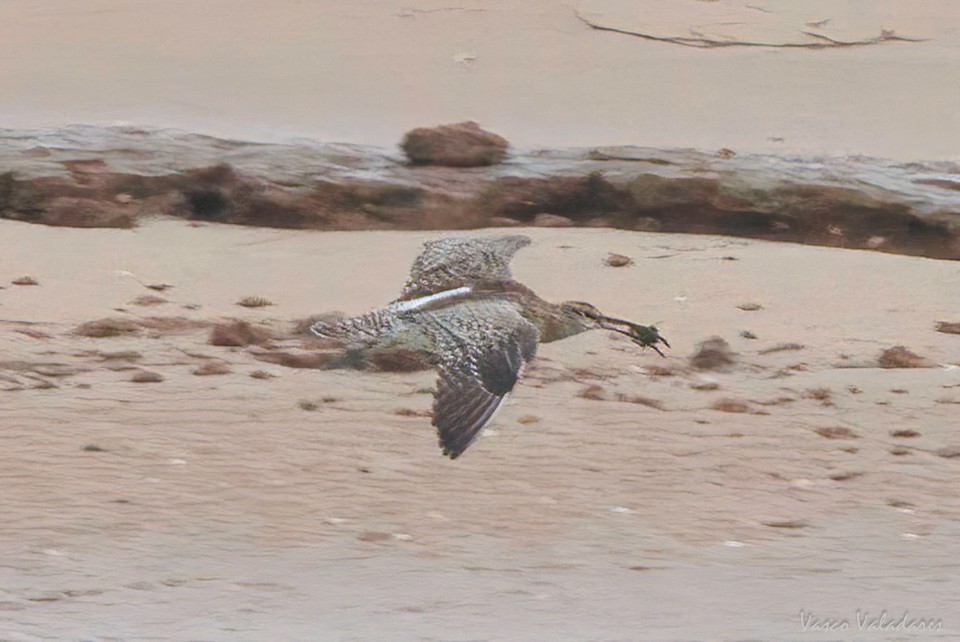 Whimbrel - Vasco Valadares