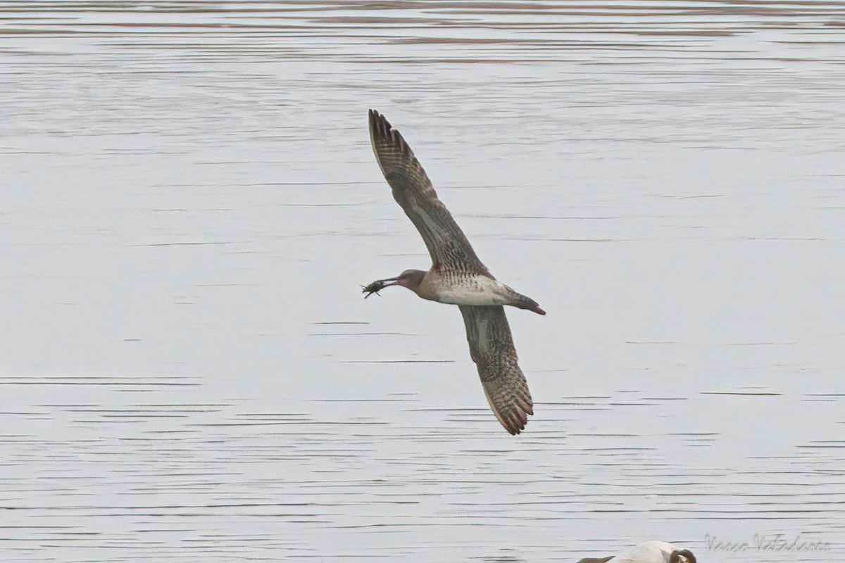 Regenbrachvogel - ML616467996