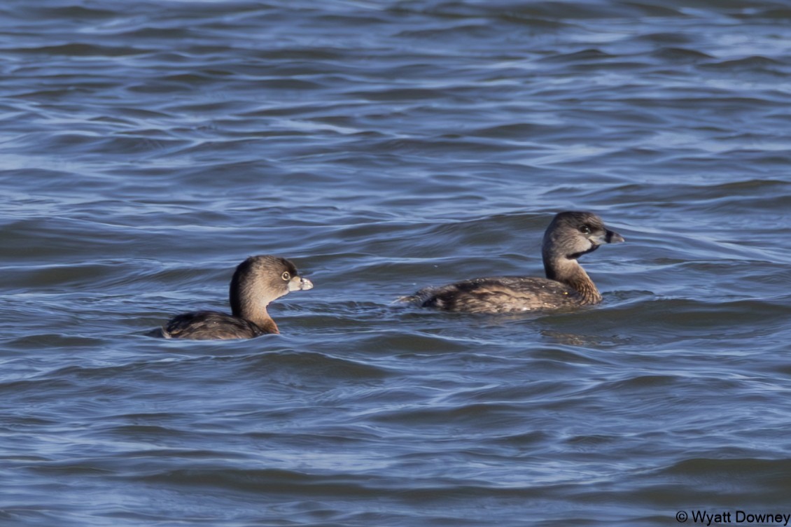 Pied-billed Grebe - Wyatt Downey