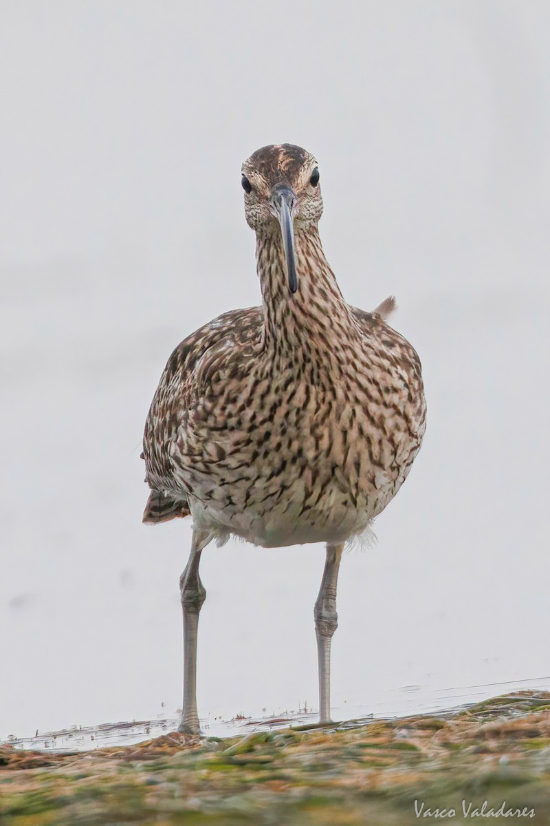 Whimbrel - Vasco Valadares