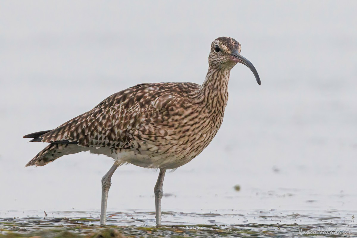 Whimbrel - Vasco Valadares