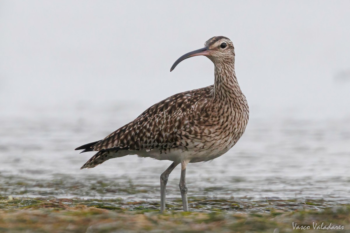 Whimbrel - Vasco Valadares