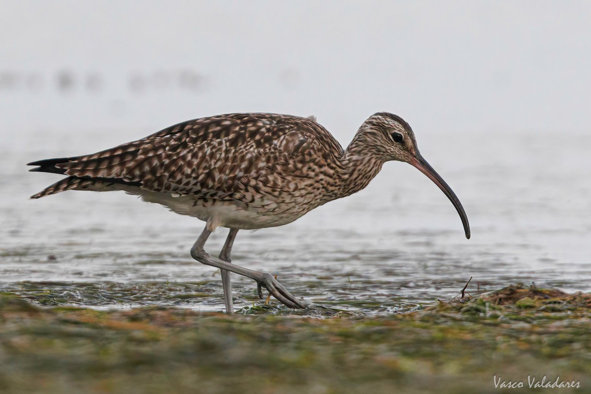 Whimbrel - Vasco Valadares