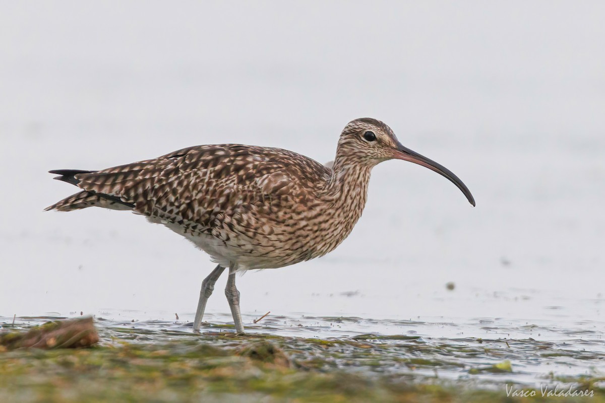 Whimbrel - Vasco Valadares