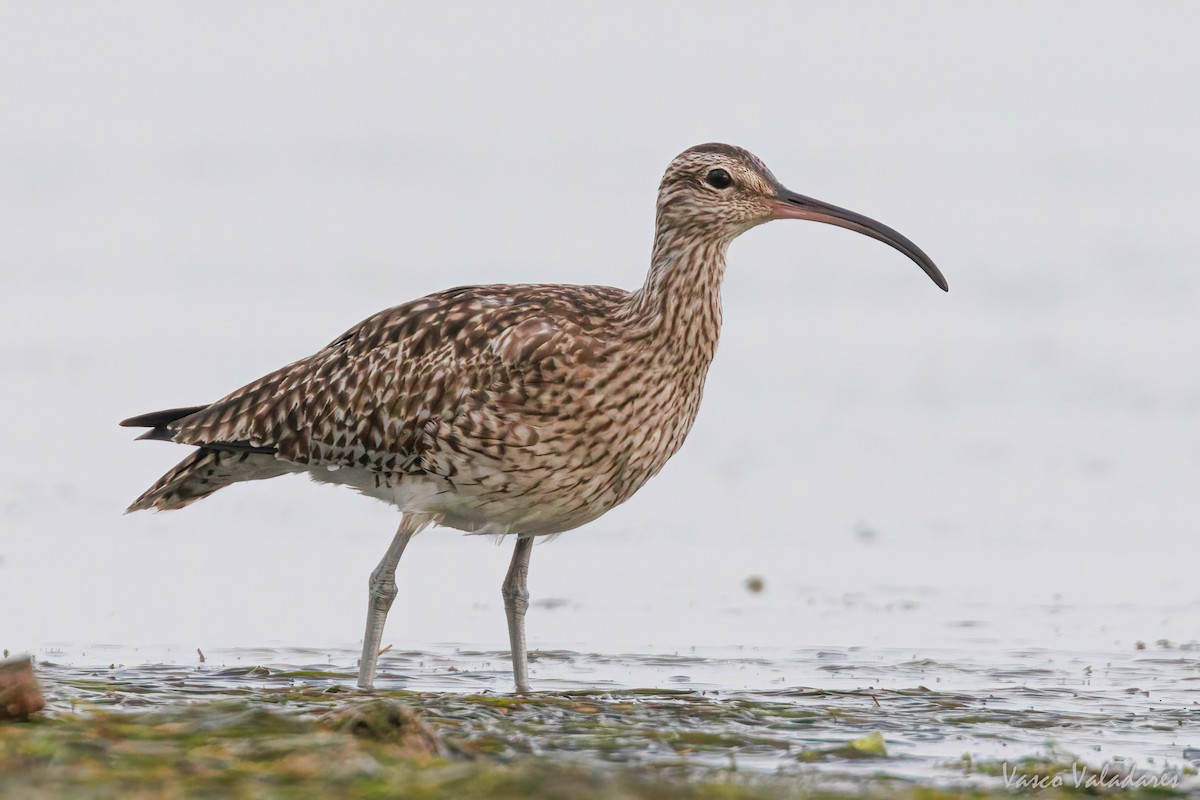 Whimbrel - Vasco Valadares