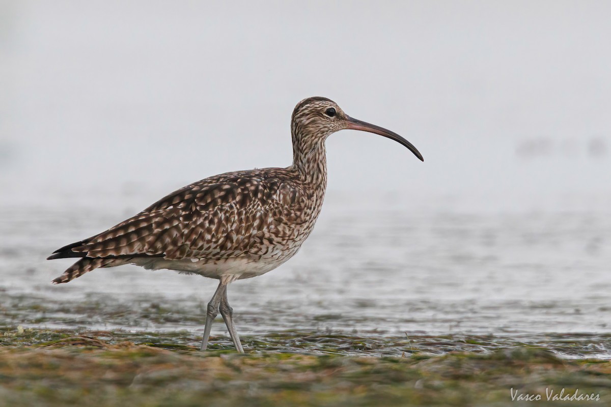 Whimbrel - Vasco Valadares