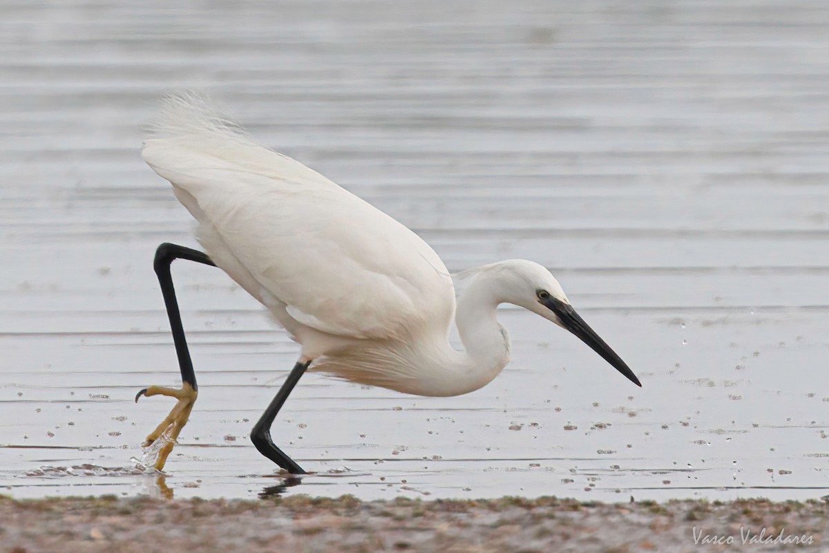 Little Egret - Vasco Valadares