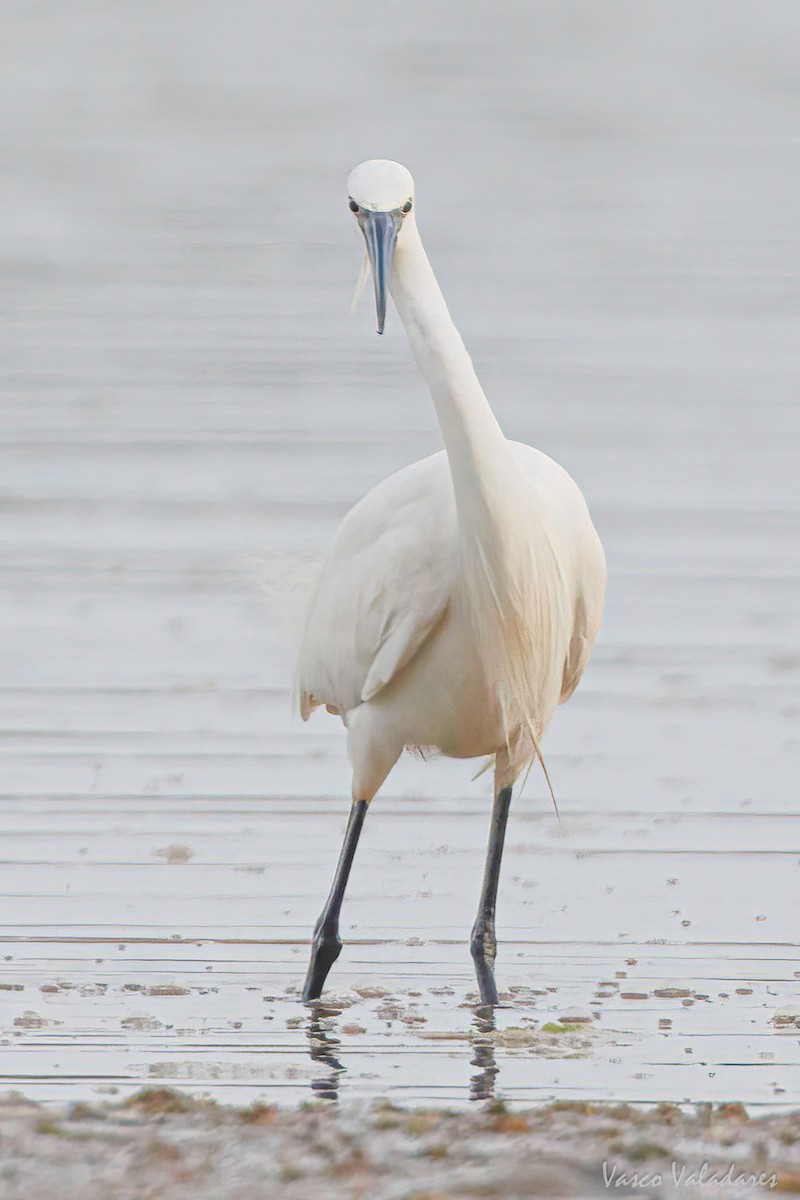 Little Egret - Vasco Valadares