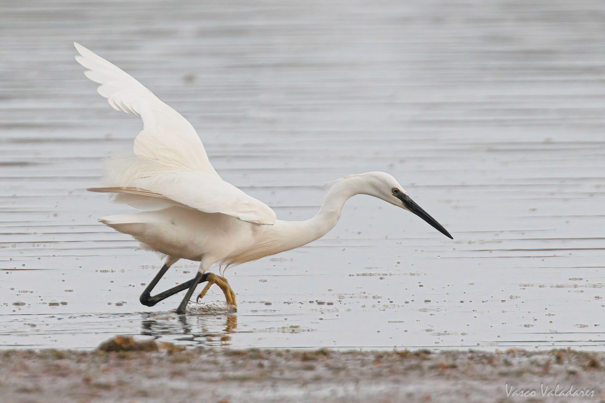 Little Egret - ML616468036