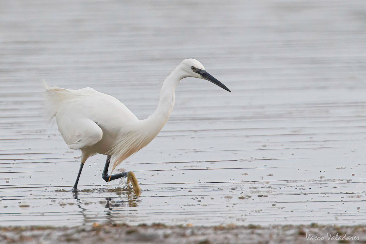 Little Egret - Vasco Valadares