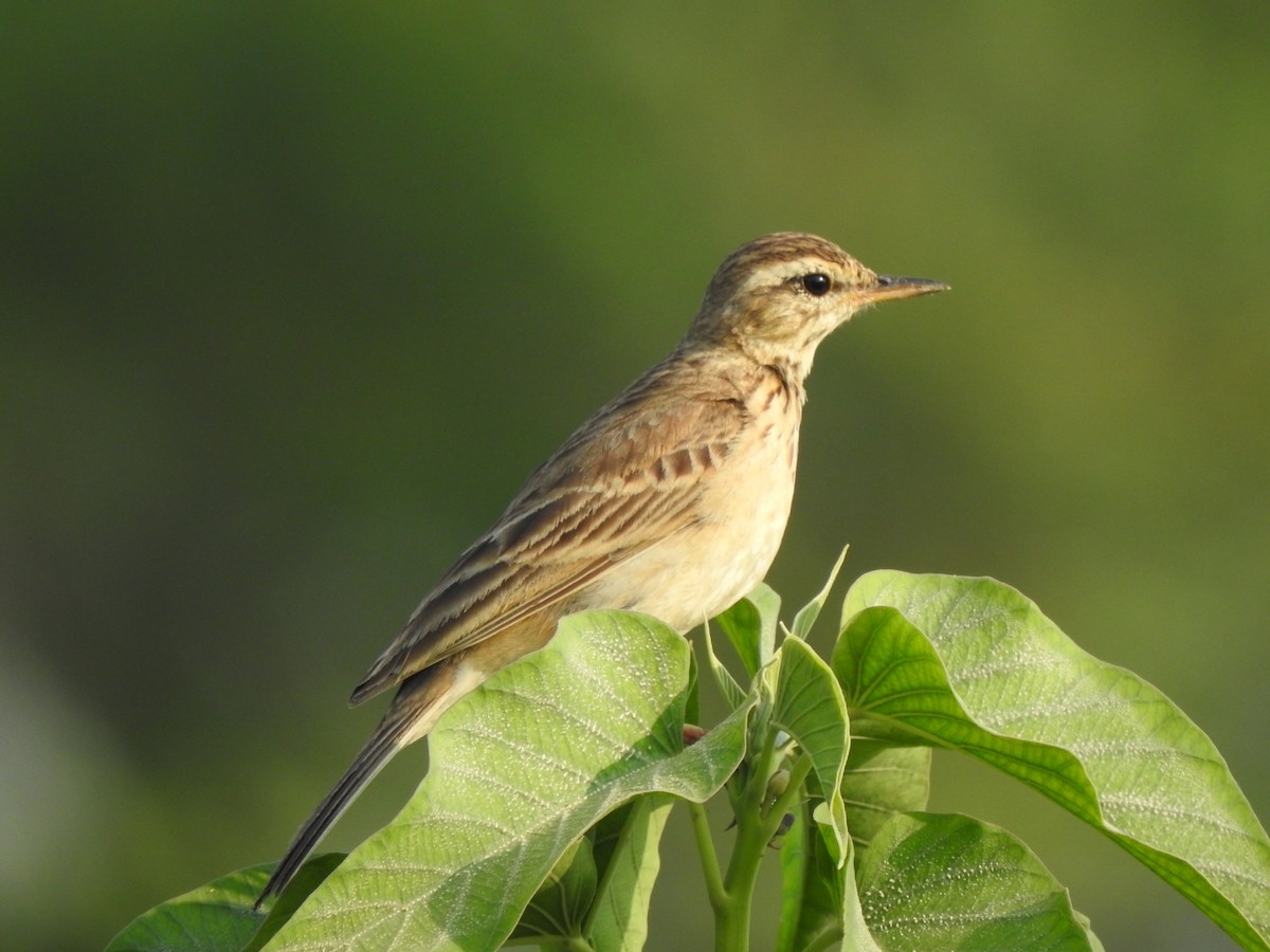 Paddyfield Pipit - ML616468043