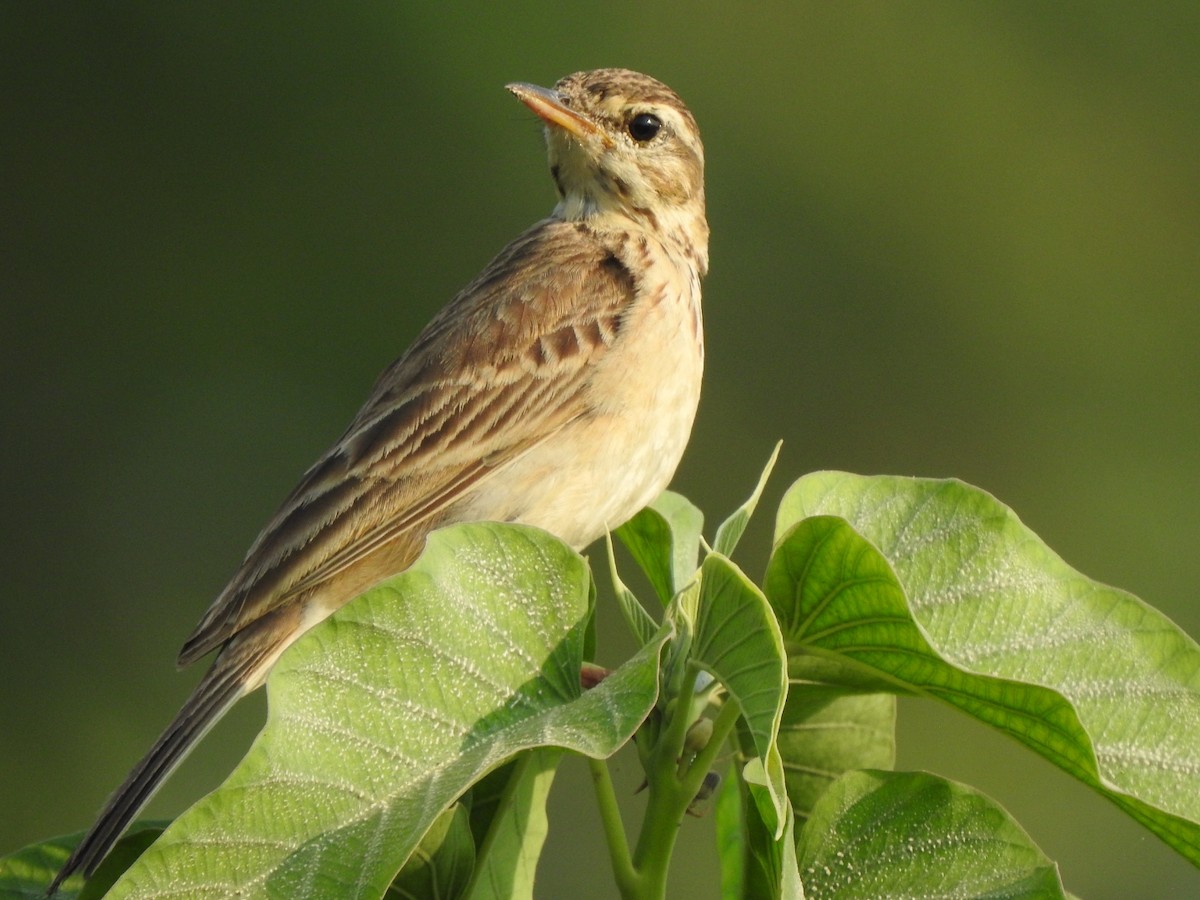 Paddyfield Pipit - ML616468049