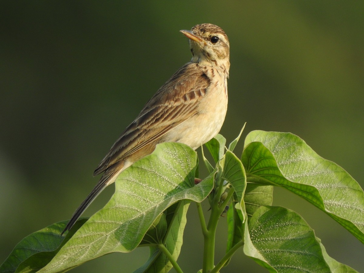 Paddyfield Pipit - ML616468050