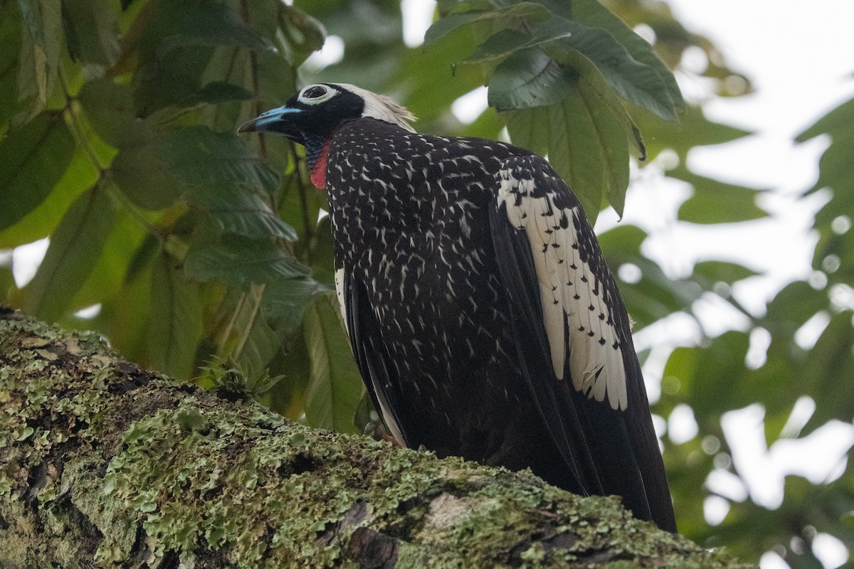 Black-fronted Piping-Guan - Ted Kavanagh