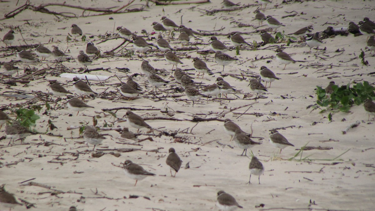 Semipalmated Plover - ML616468112