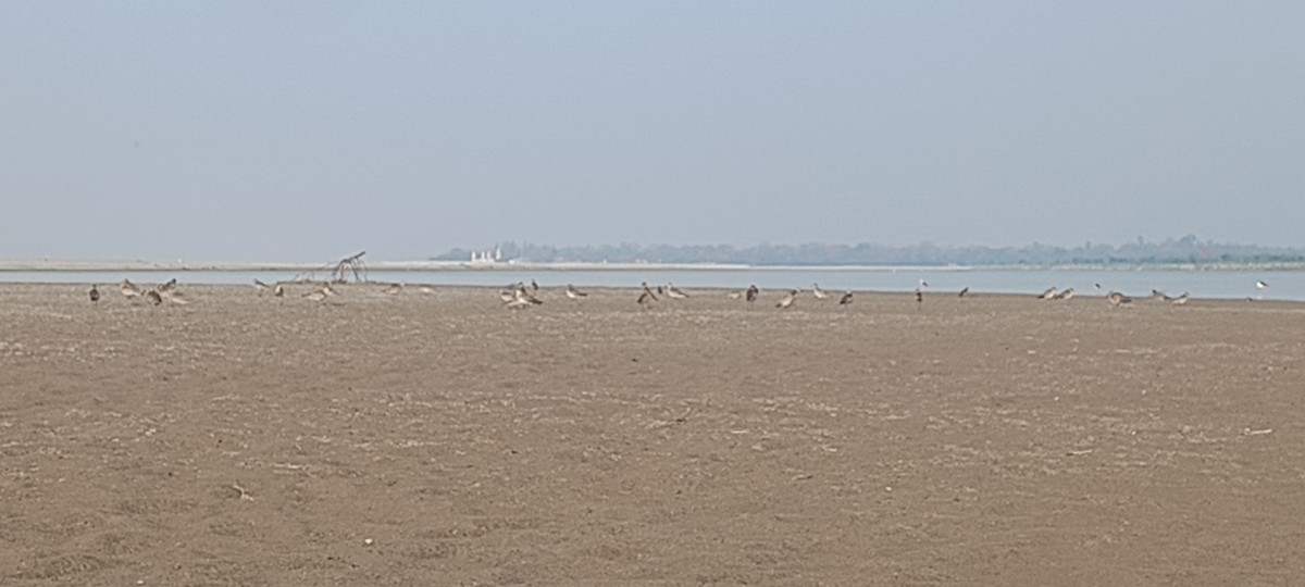 Pacific Golden-Plover - ML616468130