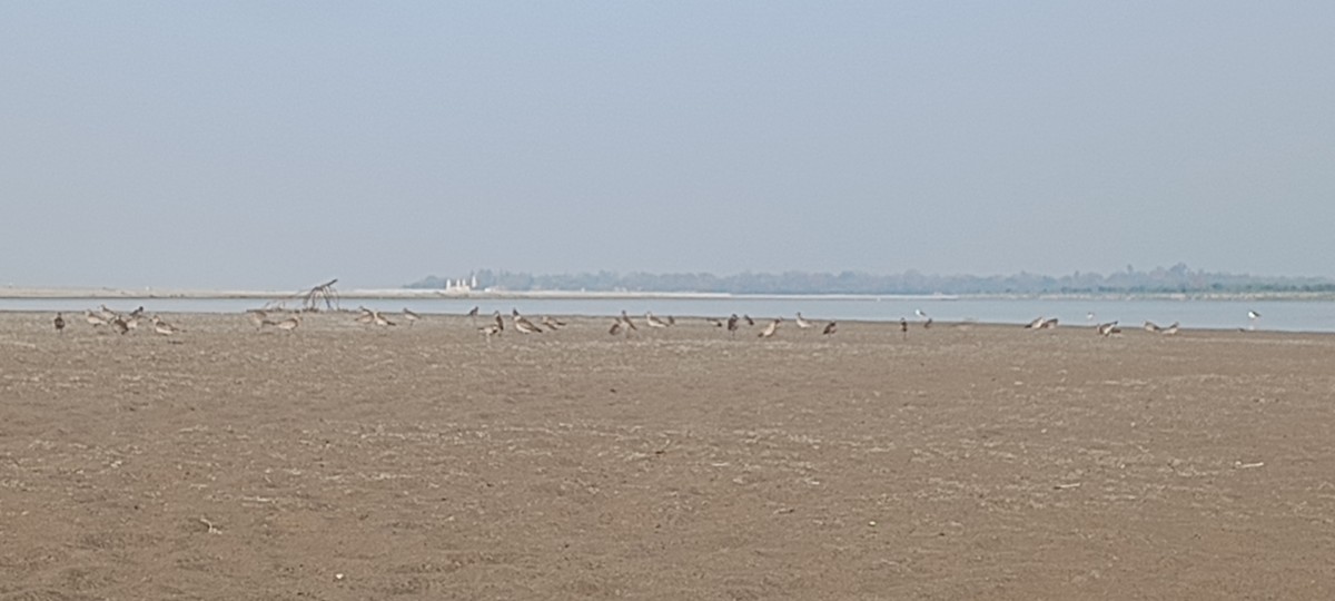 Pacific Golden-Plover - ML616468146