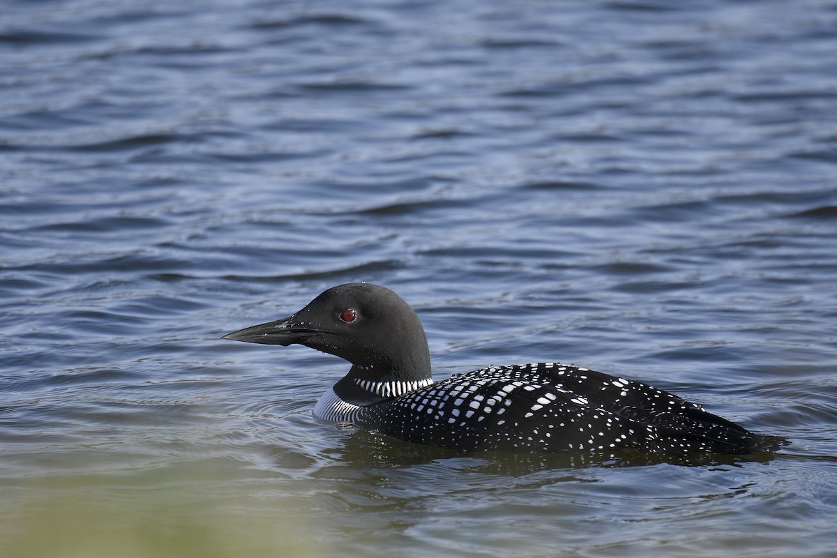 Common Loon - ML616468175