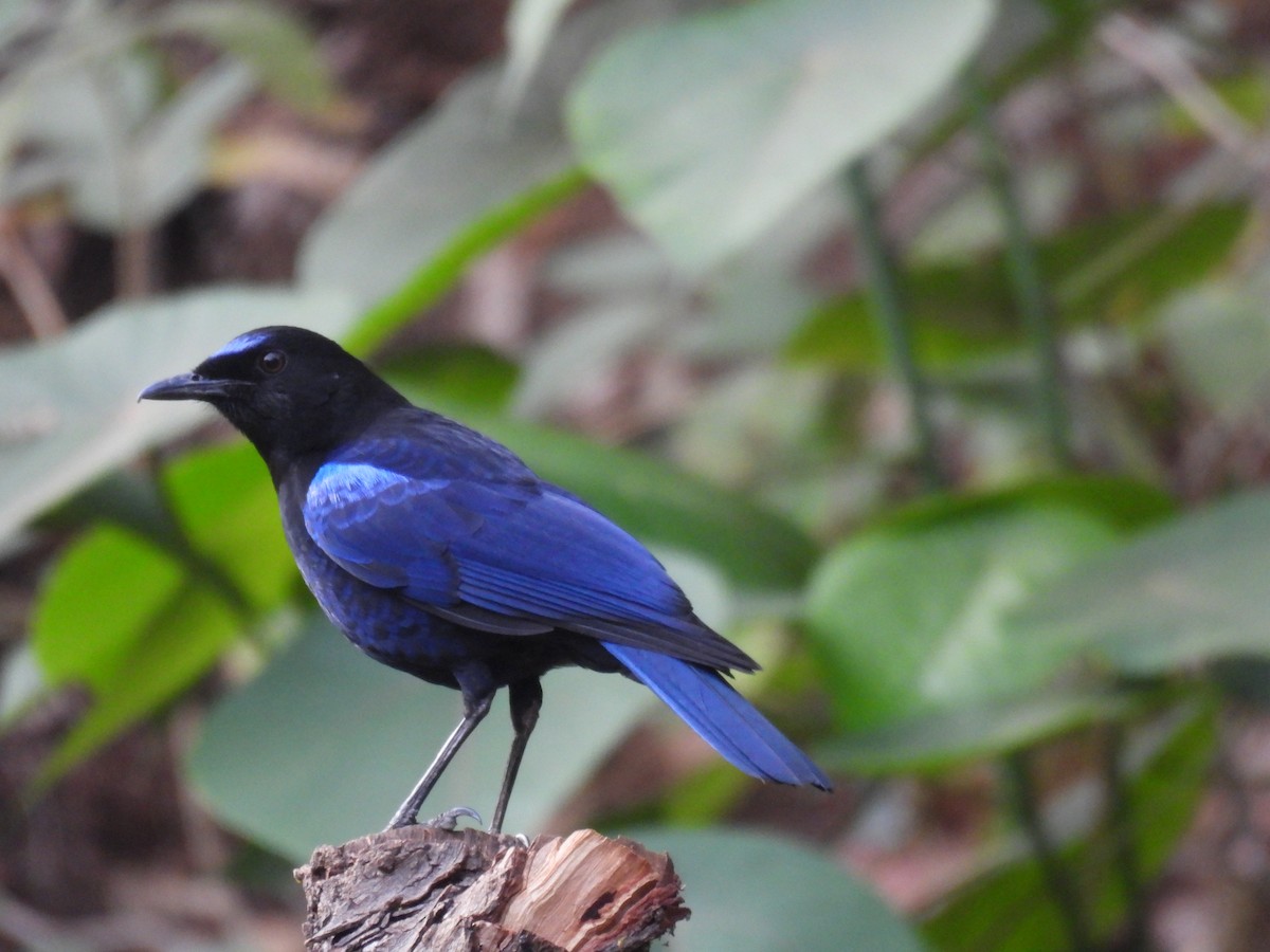 Малабарская синяя птица - ML616468177