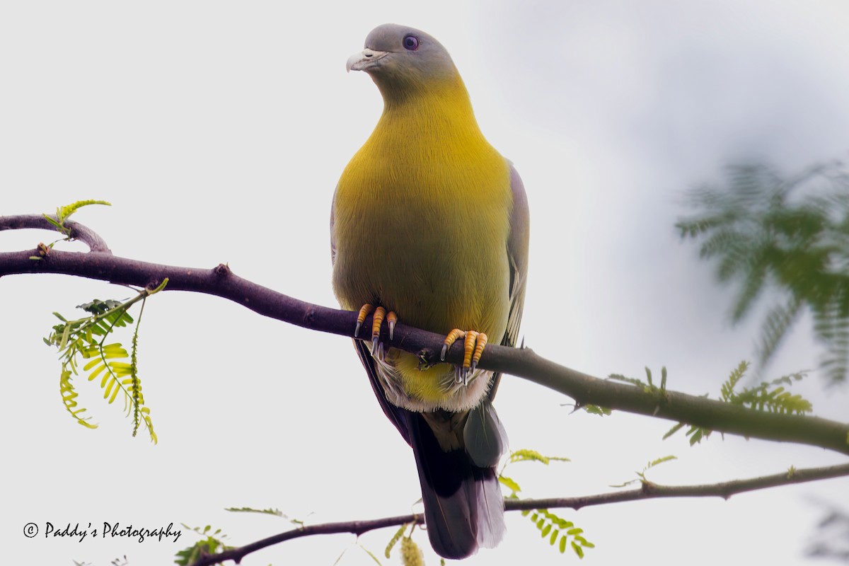 Yellow-footed Green-Pigeon - Padmanav Kundu