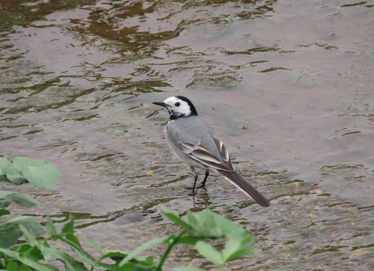 White Wagtail - Guilherme Gonçalves