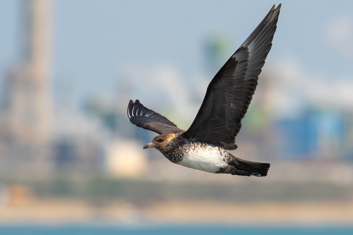 Pomarine Jaeger - Çağan Abbasoğlu